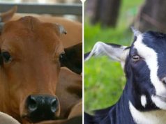 পশ্চিমবঙ্গে গরুর বদলে ছাগল-ভেড়া কোরবানির পরামর্শ আলেমদের